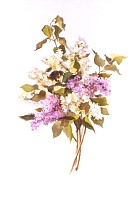 White and Purple Lilacs