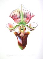 Paphiopedilum Coloratum Hybrid