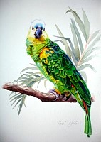Amazon Yellow Head Parrot, Real Name: Coco